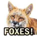 My Incredible World Nature Animal Picture Book for Preschool – 24 Page-0