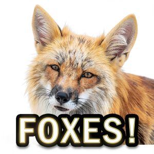 My Incredible World Nature Animal Picture Book for Preschool – 24 Page-0